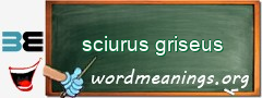 WordMeaning blackboard for sciurus griseus